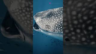 Fun Facts About Whale Sharks funfacts didyouknow whaleshark ocean [upl. by Amimej725]