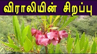 dodonaea viscosa விராலியின் மருத்துவம் viraali medicine [upl. by Asert220]