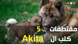 Akita Dog مقتطفات5 كل ما تريد معرفته عن كلب الأكيتا [upl. by Atilamrac]