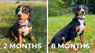 Watch this Adorable Entlebucher Mountain Dog Puppy Transform Before Your Eyes [upl. by Ivette]