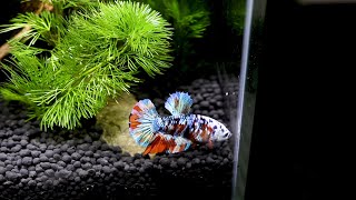 Set Up New Betta Fish Tank No Filter No CO2 [upl. by Ltney370]