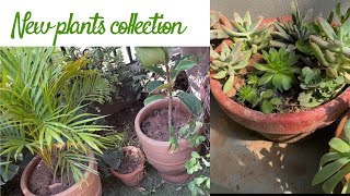 New addition in my garden  winter plants and succulents  explorewithnoori [upl. by Ativak]