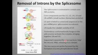 mRNA Processing [upl. by Syla903]