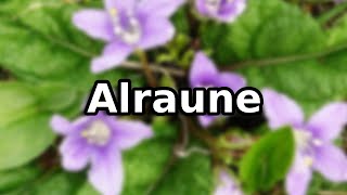 Gemeine Alraune Info und Erfahrungsbericht [upl. by Bjork379]