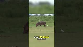 Hipopótamos Velocidades Sorprendentes y Secretos hipopótamos velocidades secretosanimales [upl. by Abigale]