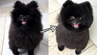 POMERANIAN GROOMING TEDDY BEAR HAIRCUT [upl. by Lleddaw]