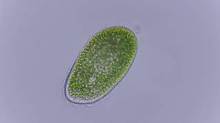 Paramecium bursaria with endosymbiotic chlorella algae 4 [upl. by Johnny]