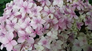 Cómo cuidar de las Hortensias  Hydrangeas [upl. by Htomit]