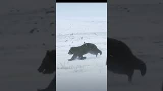 Bear lover newvideo animallover explorenaturesworld [upl. by Nguyen]