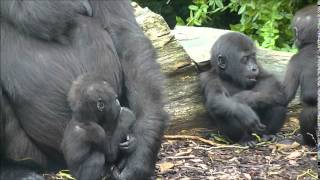 Gorillas Burgers Zoo 30 September 2014 part 34 [upl. by Ennahs]