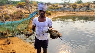 MUD CRAB FARMING [upl. by Morissa]