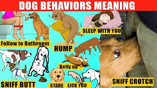 40 Strange Dog Behaviors Explained Dog Body Language JawDropping Facts about Dogs [upl. by Meerak375]