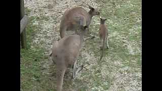 『クロカンガルーの親子』 豊橋動物園のんほいパーク Western Grey Kangaroo [upl. by Ezara]