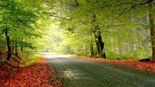 1 HOUR Morning Walk Music  Calming Music  Peaceful Music  Latest Mind Relaxation Music 2016 [upl. by Cherry]