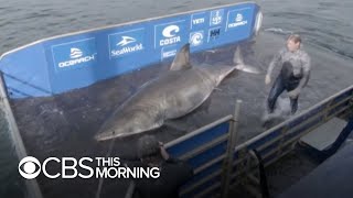 Massive 50yearold great white shark nicknamed quotQueen of the Oceanquot [upl. by Cherry]