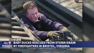 Bristol Va firefighters rescue baby ducks from storm drain [upl. by Ximena]