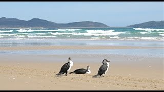 2010 34 NZ Flying Invercargill to Mason Bay Stewart Island [upl. by Eillom]