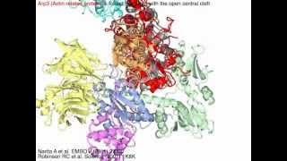 Arp23 actin nucleation and branching with sound [upl. by Marquis876]