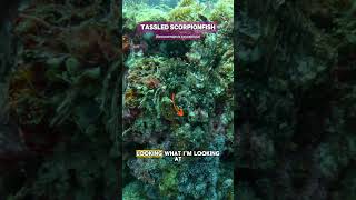 Can you see it  Scorpion fish hiding on the reef nature ocean fish underwater ambush [upl. by Robb]