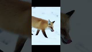 Young fox hunting under the snow professionally🦊youtubeshorts animals fox documentary natural [upl. by Garson827]