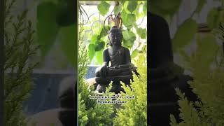 medatation space  yoga buddha  reels  viral video [upl. by Ecinwahs]