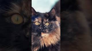 Tortoiseshell Cat🐈‍⬛ My theriotypes pt4 [upl. by Ennovehs]