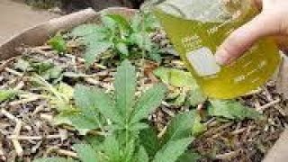 5 extra nourishing homemade liquid fertilizers for fast growth of your plants made with weeds [upl. by Yntruoc]