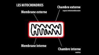 Les mitochondries [upl. by Kaylyn]