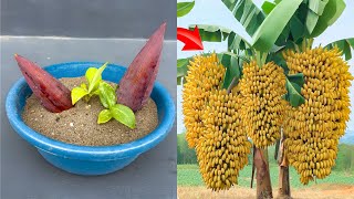 New banana breeding technique for high yield [upl. by Paulie161]