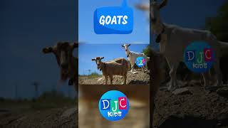 🐐 Giggles and Goatastrophes DJC Kids 5 Hilarious Facts About Goats for Kids 🌈 [upl. by Pet828]