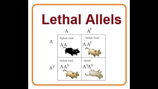 Lethal Alleles  The Silent Genetic Killer  2024 [upl. by Dylan]