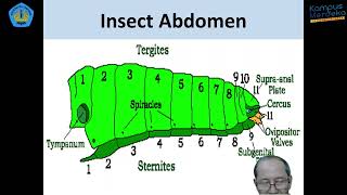 5 HPT  Entomologi Pertanian  Struktur dan Organ pada Abdomen Serangga [upl. by Wakefield581]