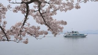 4K 日本のさくらの名所100選 海津大崎の桜 [upl. by Lanod]