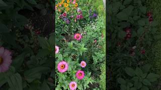 Adorning of garden🏡 viralvideo [upl. by Alrahc]