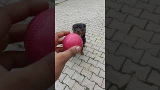 🦴❎⚾✅ doglover dogbone trending rottweiler rotter comedy [upl. by Crysta]