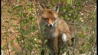 Bellender Fuchs  barking red fox [upl. by Rysler914]