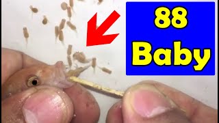 2 Maylandia Greshakei Cichlid baby fish giving birth ❤🐬😍 fish fishingvideo [upl. by Einahpehs]