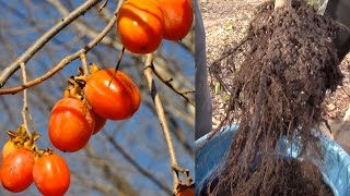 Planting a Bare Root Tree  Persimmon Tree [upl. by Mauldon]