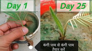 कंगी cycas पाम palm के पौधे से और पौधे कैसे तैयार करें  cycas palm cycas palm plant grow [upl. by Ilojne936]