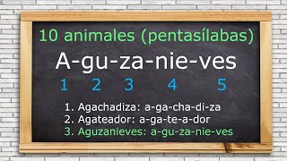 10 Nombres de animales compuestos por palabras pentasílabas [upl. by Bartholemy116]