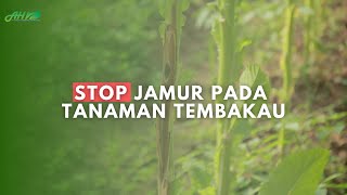 cegah serangan phytophtora pada tanaman tembakau [upl. by Dolph2]