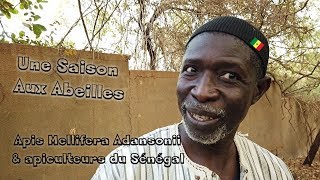 USaA au Sénégal  Part 2  Apis Mellifera Adansonii et les apiculteurs du Sénégal [upl. by Inaliel]