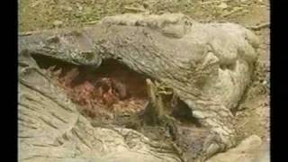 Tigress kills Huge Male Crocodile [upl. by Hernandez316]