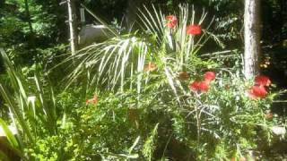 Mexican Blue Palm amp Bottle Brush [upl. by Chor]