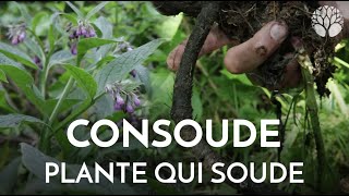 La consoude consolide et cicatrise les tissus peau muscles os [upl. by Alram257]