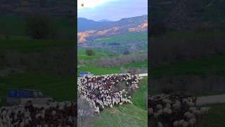 SHEEPS  Sheep Sounds  sheep farm [upl. by Bishop830]