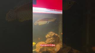 Silver arvana fish shorts short shortvideo youtubeshorts youtube video viralvideo subscribe [upl. by Blankenship]