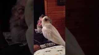 Eric the Cockatoo is a fin Legend [upl. by Jorie]