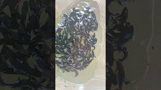 Panen ikan cupang blacking ikancupang shortvideo shorts [upl. by Anomer523]