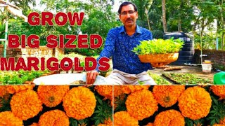 How to Grow Big Sized Aga Agro Marigolds from Seeds [upl. by Zedekiah722]